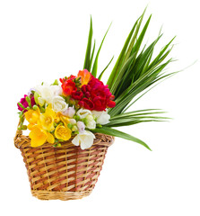bouquet of freesias flowers in basket