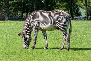 Fototapeta na wymiar zebra eats a grass on a glade