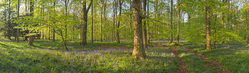 Magical forest and wild bluebell flowers