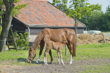 foal drinking milk