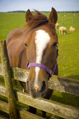 Naklejka premium Healthy horse portrait