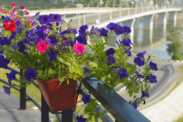Kemerovo, boxes with decorative flowers
