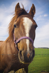 Obraz premium Healthy horse portrait