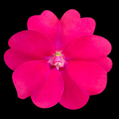 Pink Primrose like Flower Isolated on Black