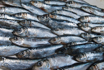 fresh herring