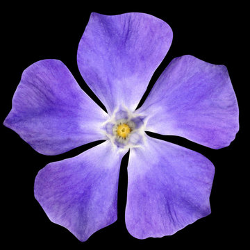 Fototapeta Purple Flower - Periwinkle Vinca minor isolated on Black