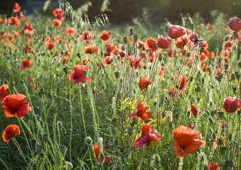 Naklejka premium Wild poppies