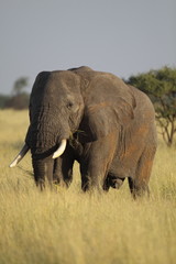 Fototapeta na wymiar Bull elephant in yellow grass