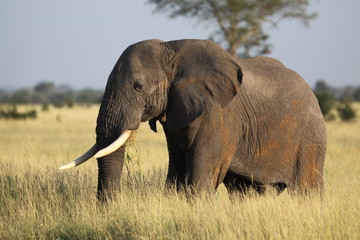 Fototapeta na wymiar Bull elephant in yellow grass