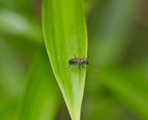 carabe pourpré sur feuille de lilium