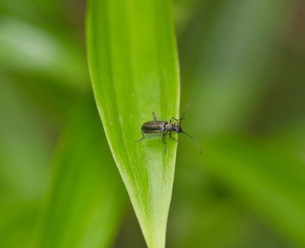 carabe pourpr&eacute; sur feuille de lilium