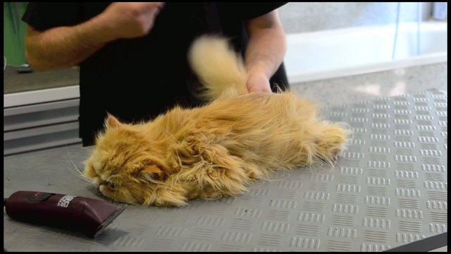GATA EN LA PELUQUERIA