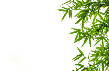 Obraz premium Liść bambusa
