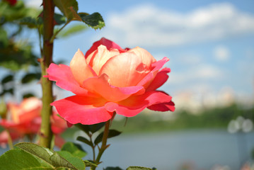 Fototapeta premium Pink rose