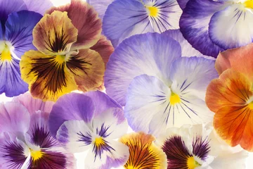 Fotobehang viooltje © _Vilor