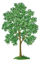 Fototapeta na wymiar Maple tree and green grass