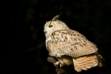 owl on a black background