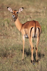 Naklejka na ściany i meble Female impala antelope