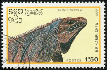 stamp printed by Cambodia, shows iguana lizard