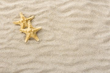 Fototapeta na wymiar Starfish, Sea stars shells in beach sand with copy or text space