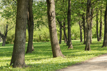 Fototapeta premium walkway in the suburb park