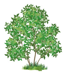 Naklejka premium Lilac tree and green grass