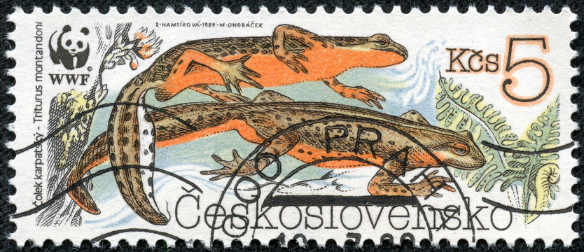 stamp printed in CZECHOSLOVAKIA shows a Triturus montandoni
