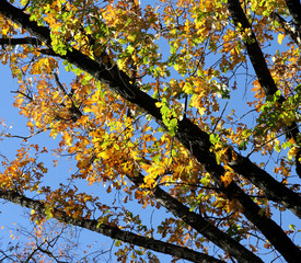 Fototapety  Gałęzie dębu z kolorowymi jesiennymi liśćmi