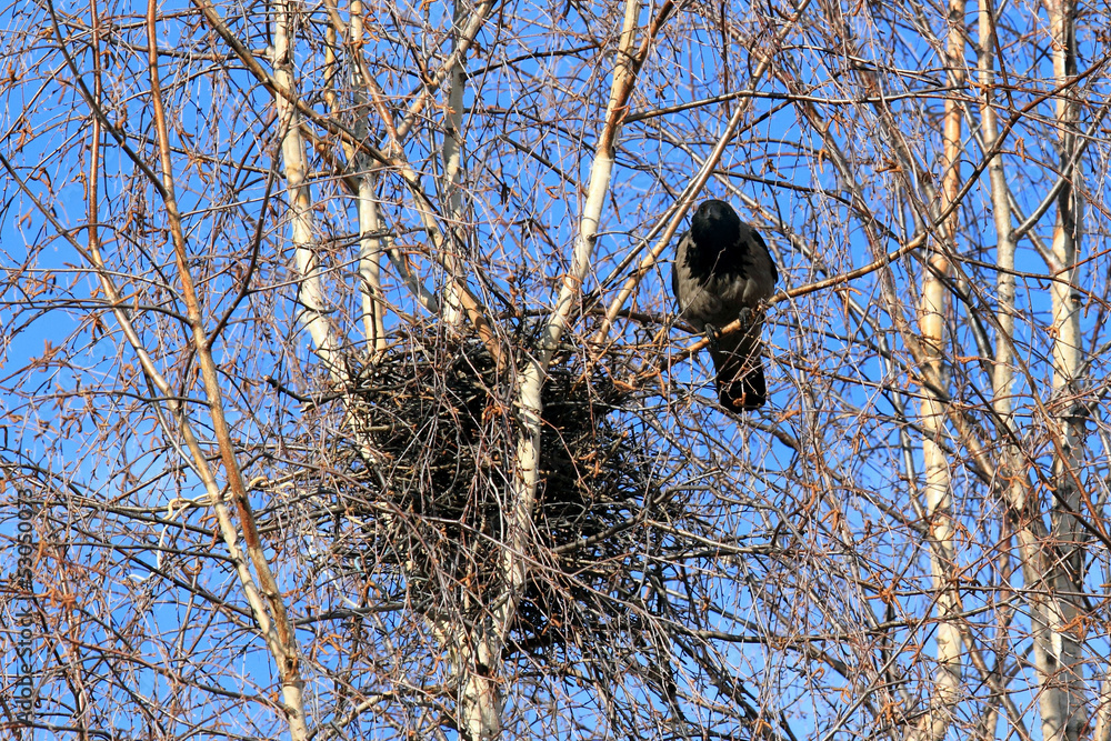 Wall mural crow at a nest