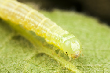 Green larva or caterpillar on plant leaf