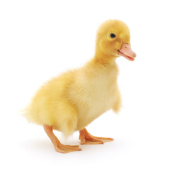 one duckling