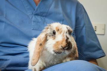 Veterinarian with a rabbit