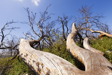 Fallen Tree in the Grove