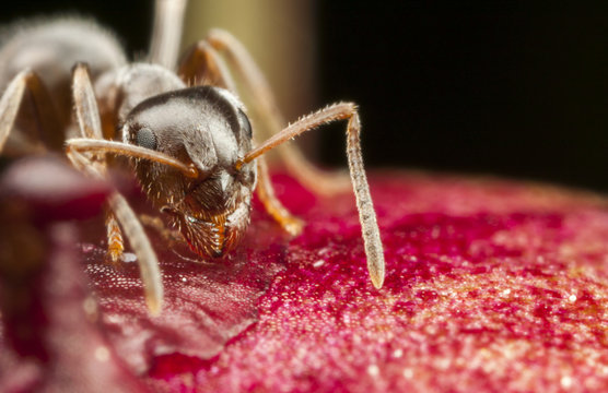 Pharaoh Ant On Peony