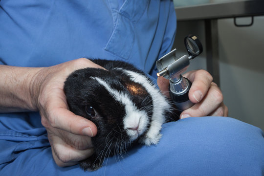 Veterinarian Examining A Rabbit