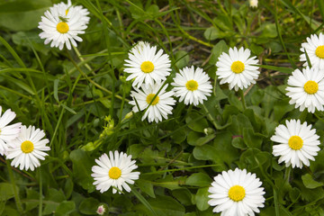 Spring flowers