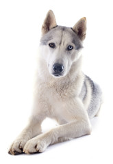 siberian husky