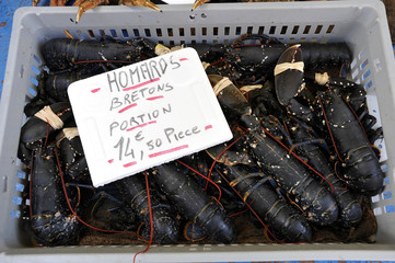 homards breton