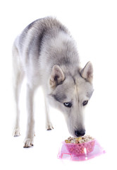 eating siberian husky