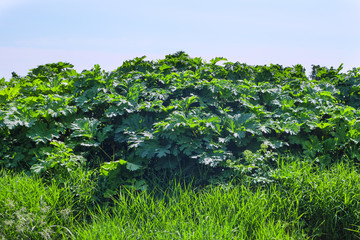 Hog weed.