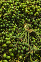 Areca