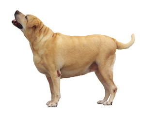 Fat Labrador Retriever, 7 years old, stand on white background