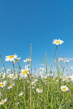 Fototapeta Meadow with marguerites