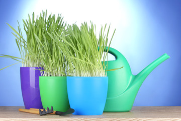 beautiful grass in a flowerpots, watering can and garden tools
