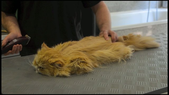 gata en la peluqueria