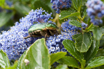 Cetoine doré sur un ceanothe