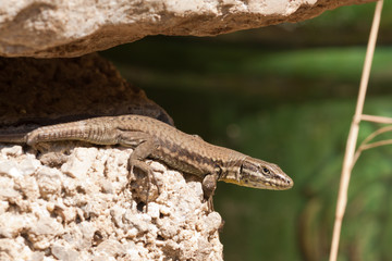 Lézard des murailles