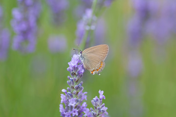 Papillon: Polyommatus icarus