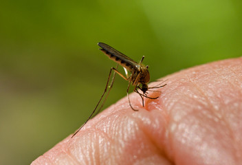 Fototapeta premium Bloodsucking Mosquito on hand