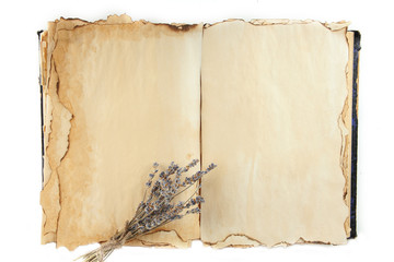 Open old book and lavander isolated on white